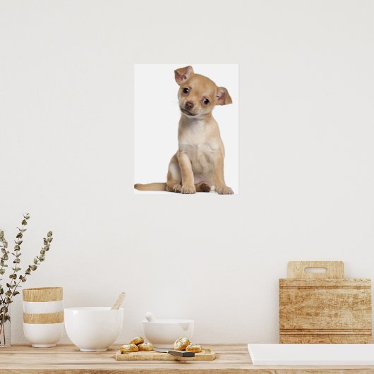 Poster Chihuahua chippy (2 mois) (Cuisine)