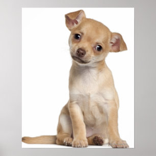 Poster Chihuahua chippy (2 mois)