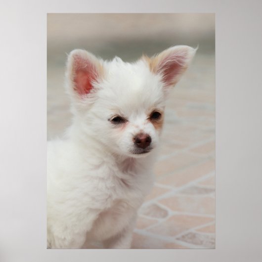 Poster Chihuahua chippy dans un jardin (Devant)