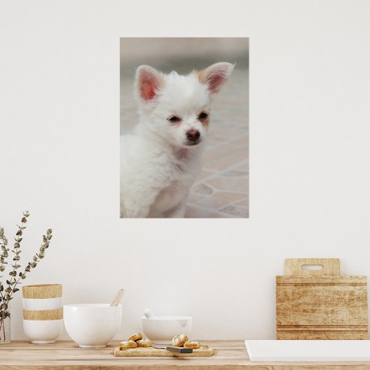 Poster Chihuahua chippy dans un jardin (Cuisine)