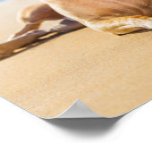 Poster Chihuahua Dog à la plage (Coin)