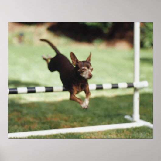 Poster Chihuahua Jumping (Devant)