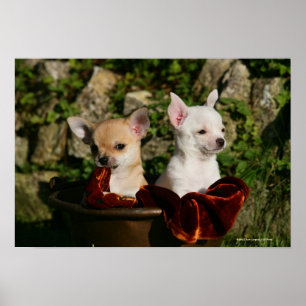 Poster Chihuahua Puppies