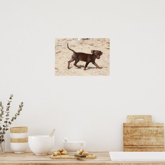Poster Chihuahua Puppy Walking (Cuisine)