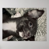 Poster Chihuahua Smiling Print (Devant)