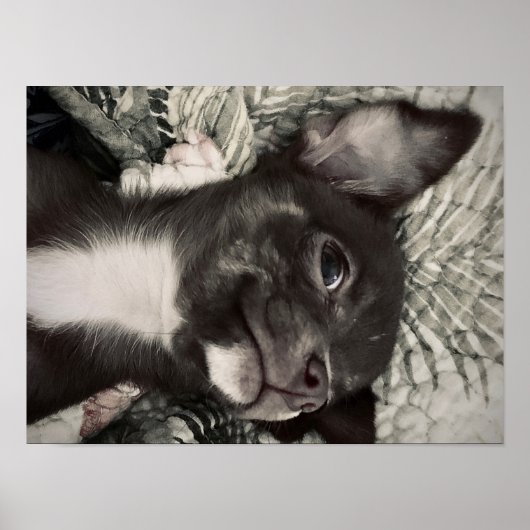 Poster Chihuahua Smiling Print (Devant)
