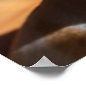 Poster Chihuahua somnolent squint langue détendue dehors (Coin)