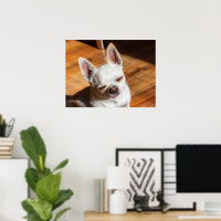 Chihuahua somnolent squint langue détendue dehors 