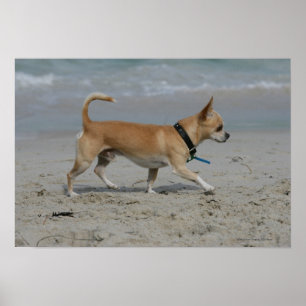 Poster Chihuahua sur la plage