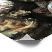 Poster Chiitake Musrooms (Coin)