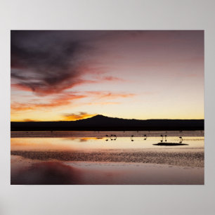 Poster Chilean Flamingo