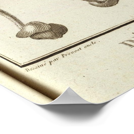 Poster Chili 3 (Coin)