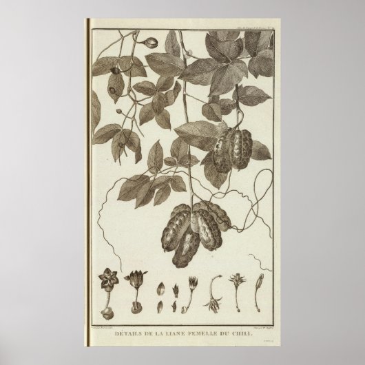 Poster Chili 3 (Devant)