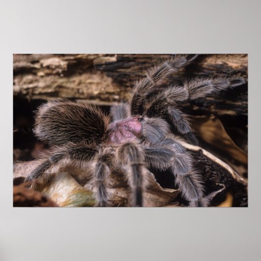 Poster - Chili roos tarantula (Voorkant)