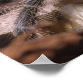 Poster - Chili roos tarantula (Hoek)