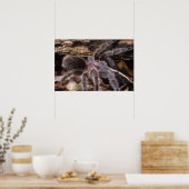 Poster - Chili roos tarantula (Keuken)