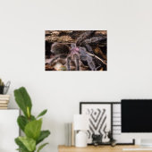 Poster - Chili rose tarantula (Bureau à domicile)
