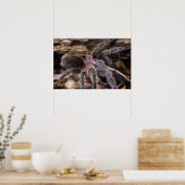 Poster - Chili rose tarantula (Cuisine)