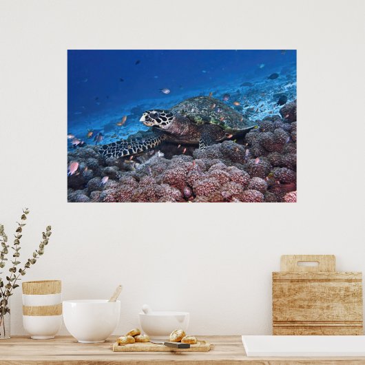 Poster Chill Hawksbill (Cuisine)