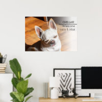 Chillax Chihuahua somnolent langue détendue sortie