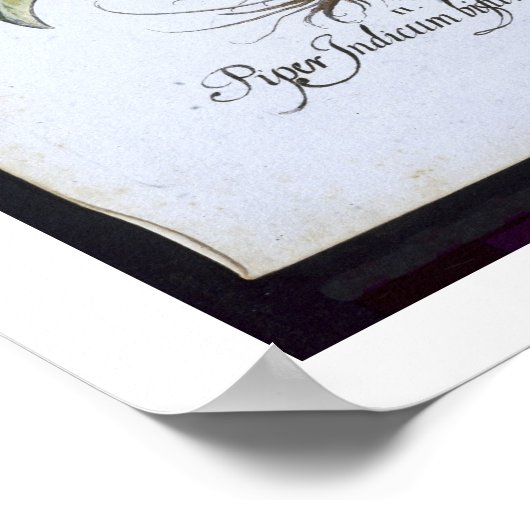 Poster Chilli Pepper plants, from the 'Hortus Eystletsi (Coin)