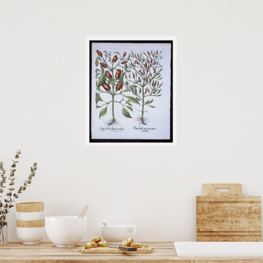 Poster Chilli Pepper plants, from the 'Hortus Eystletsi (Cuisine)