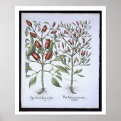 Poster Chilli Pepper plants, from the 'Hortus Eystletsi (Devant)