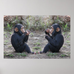 Poster Chimp