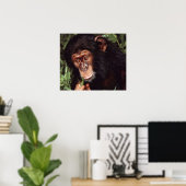 Poster Chimpansee (Bureau à domicile)