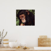 Poster Chimpansee (Cuisine)