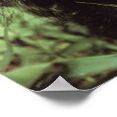 Poster Chimpansee (Coin)