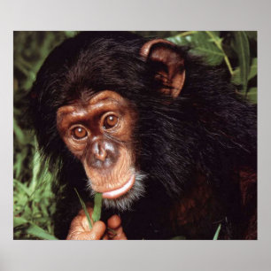 Poster Chimpansee