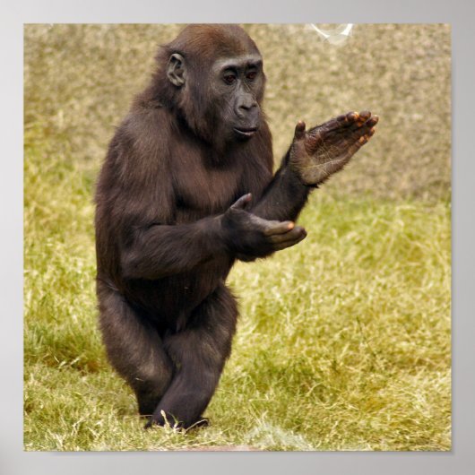 Poster Chimpanzé (Devant)