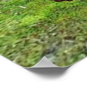 Poster Chimpanzé (Coin)