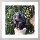 Poster Chimpanzé (Devant)