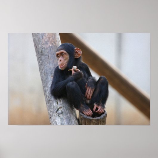 Poster Chimpanzé (Devant)
