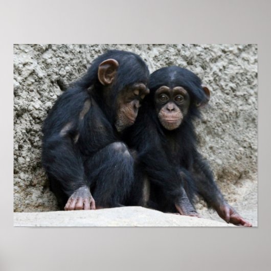Poster Chimpanzé002 (Devant)