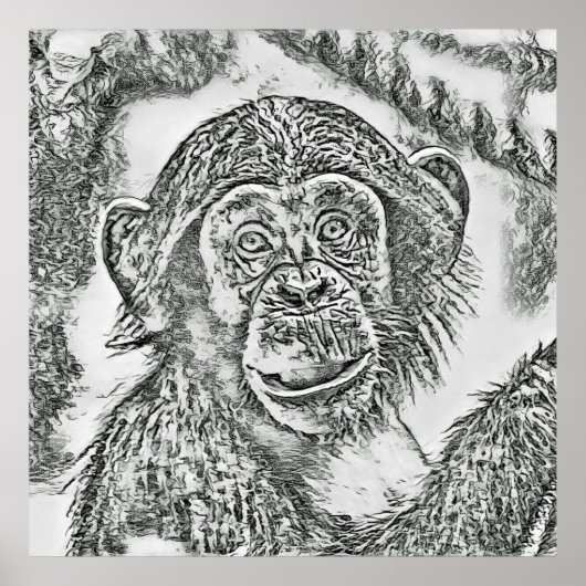 Poster Chimpanzé 20161101 (Devant)