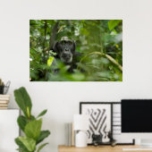 Poster Chimpanzé caché dans la végétation (Bureau à domicile)