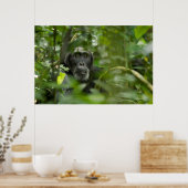 Poster Chimpanzé caché dans la végétation (Cuisine)