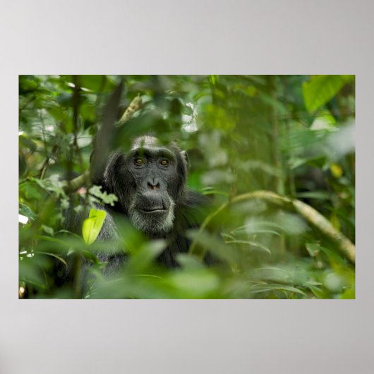 Poster Chimpanzé caché dans la végétation (Devant)