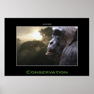 Poster Chimpanzé CONSERVATION OEuvre d'art faunique