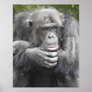 Poster Chimpanzé contemporain
