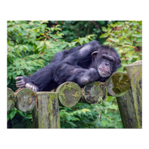Poster Chimpanzé endormi sur une plateforme en rondins