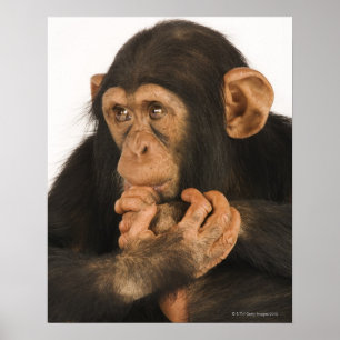 Poster Chimpanzé (poêle troglodyte). Jeune joueur 2