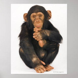 Poster Chimpanzé (troglodytes paniques)