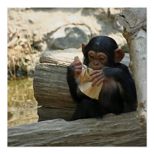 Poster Chimpanzée_2015_0101 (Devant)