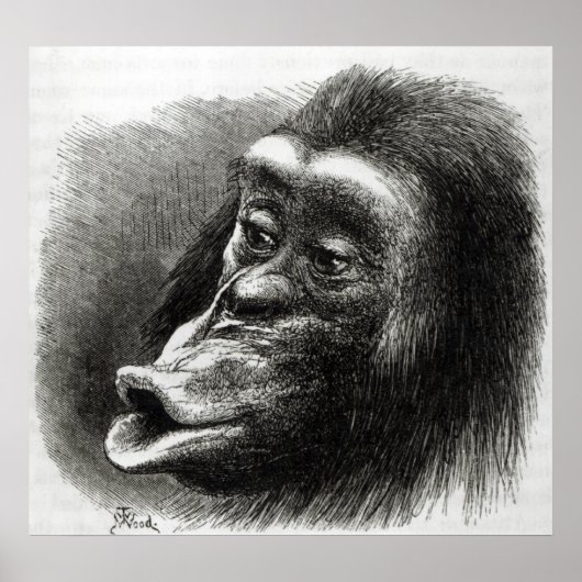 Poster Chimpanzee Disappointed and Sulky (Devant)