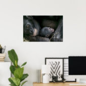 POSTER CHIMPANZEE MÈRE ET ENFANT (Bureau à domicile)