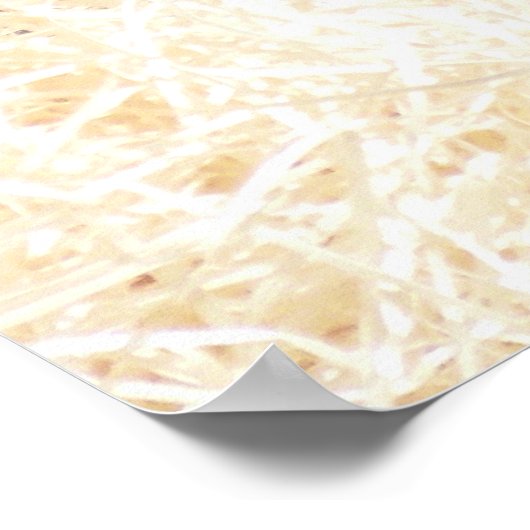 POSTER CHIMPANZEES (Coin)